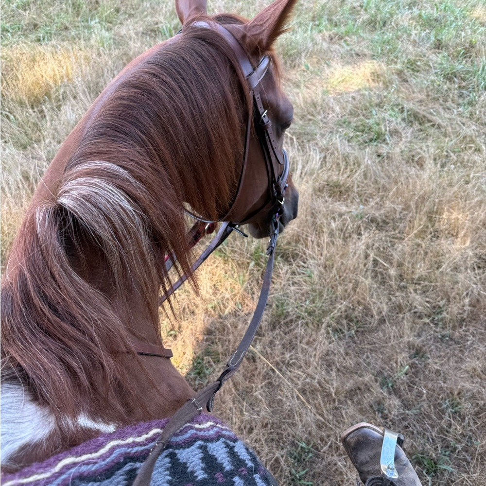 Meet your Posher, Wehi